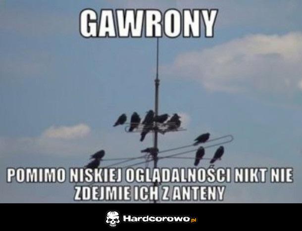 Gawrony - 1