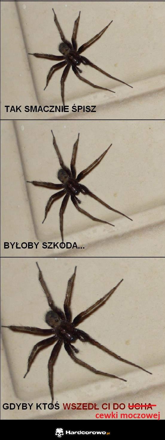Pajączek  - 1