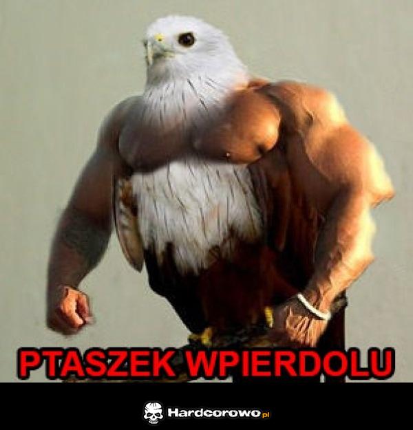 Ptaszek - 1