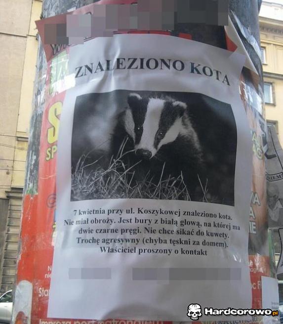 Znaleziono kota - 1