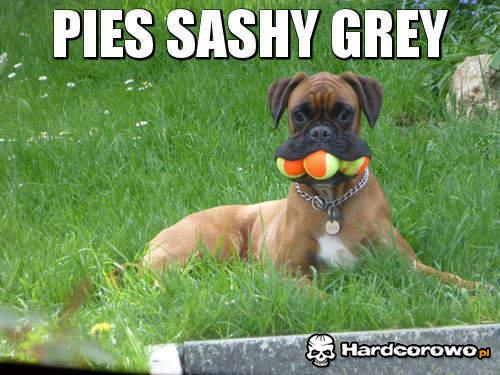 Pies Sashy Grey  - 1