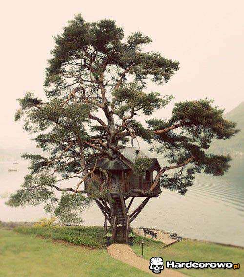 Domek na drzewie  - 1