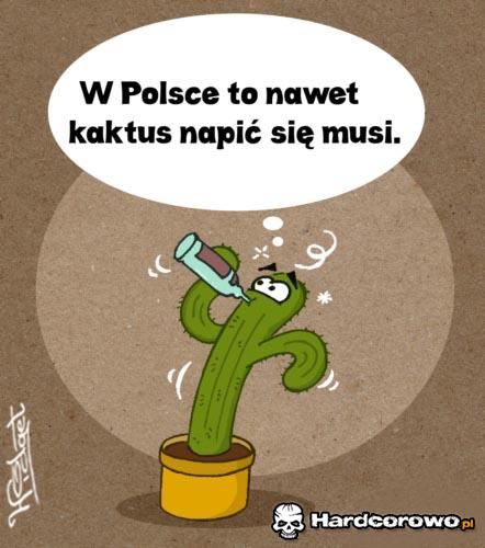 Kaktus - 1