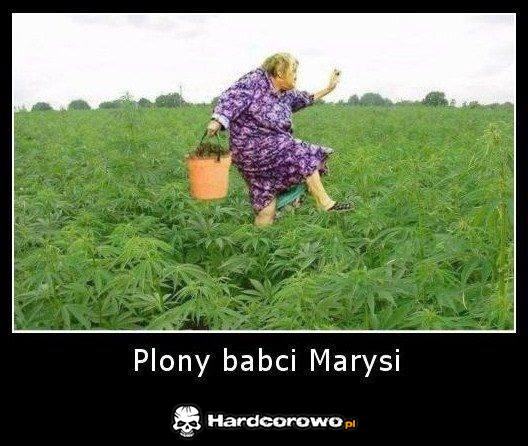 Plony babci Marysi - 1