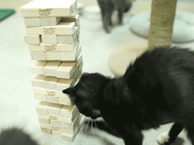 Koty grają w jenga  - 1