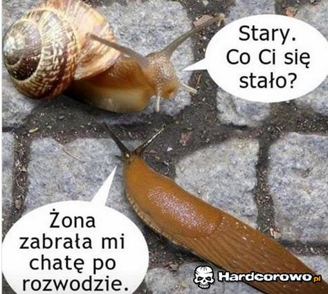 W świecie ślimaków - 1