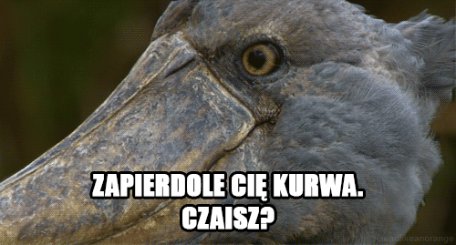 Zapierdole cię kurwa czaisz? - 1