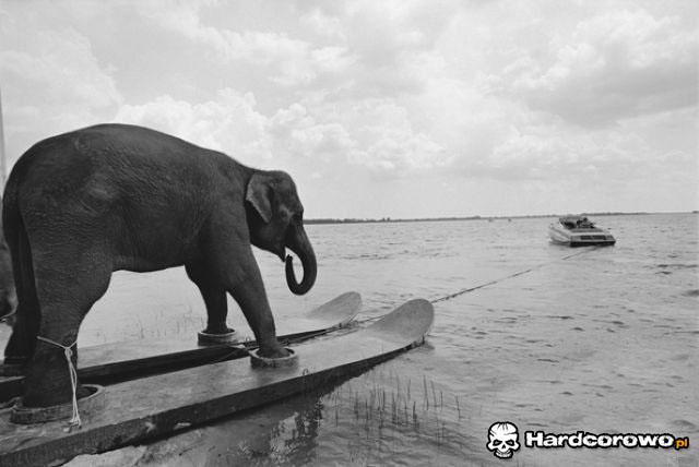 Surfowanie ze słoniem  - 1