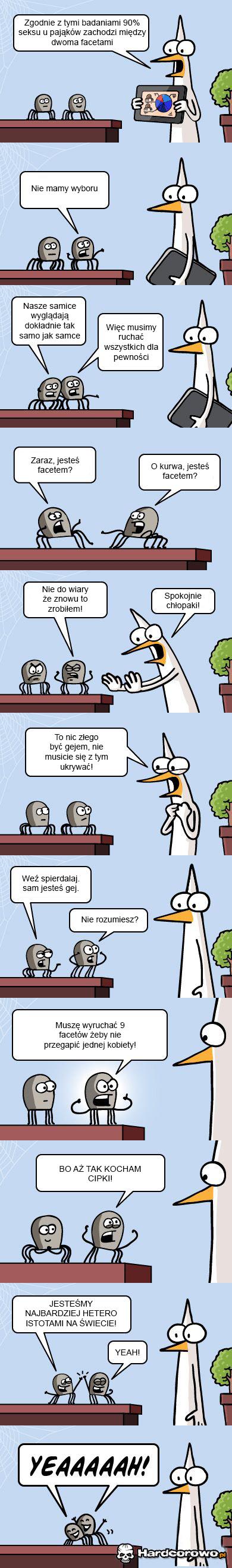 Pająki  - 1