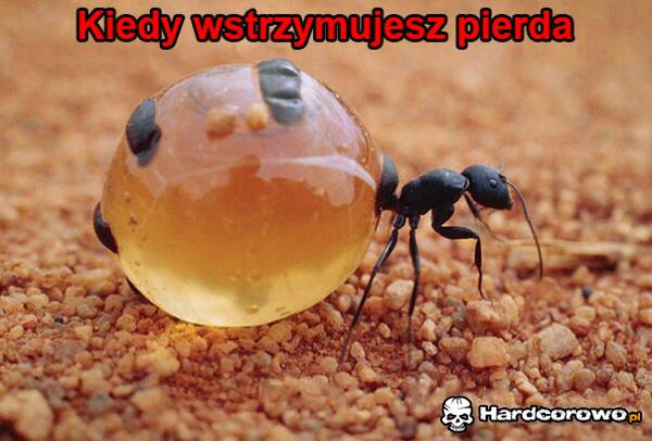 Nie polecam - 1