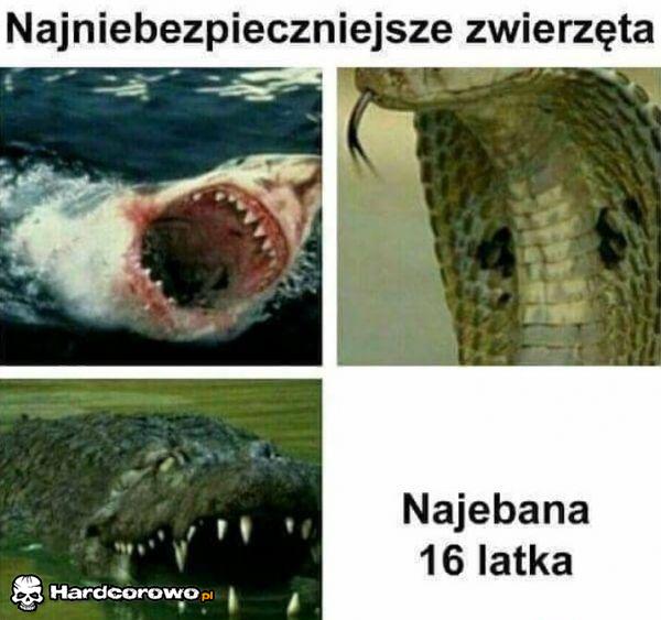 Najniebezpieczniejsze zwierzęta - 1