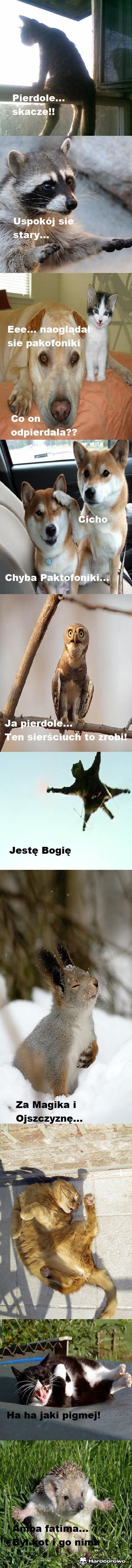Zwierzęcy Magik - 1