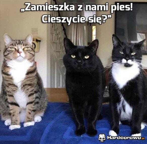 Cóż za entuzjazm - 1