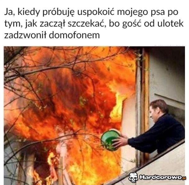 Ja, kiedy próbuję uspokoić mojego psa - 1