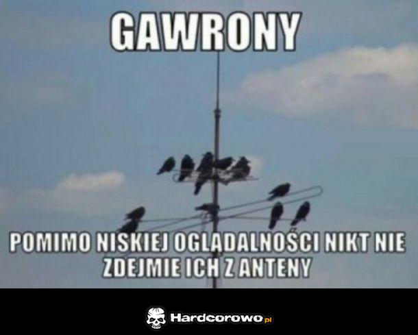 Gawrony - 1