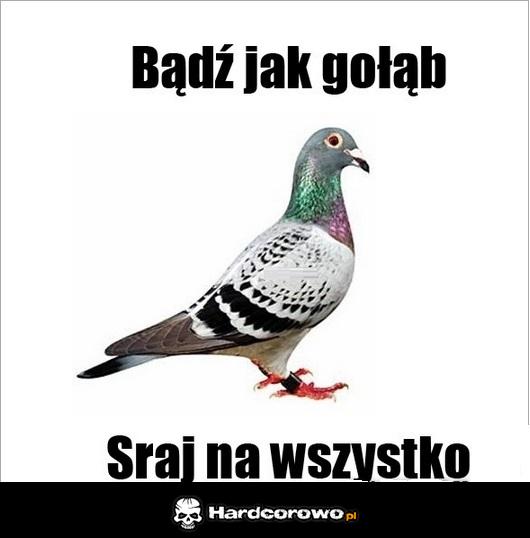 Bądź jak gołąb - 1