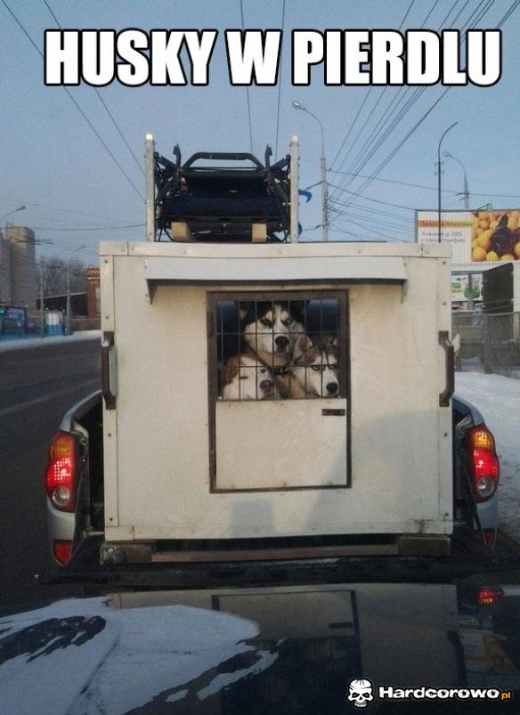 Husky w pierdlu  - 1