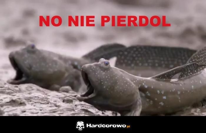 No nie pierdol - 1