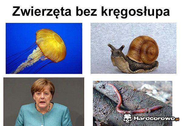 Zwierzęta bez kręgosłupa - 1