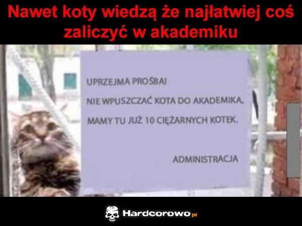 Nawet koty wiedzą - 1