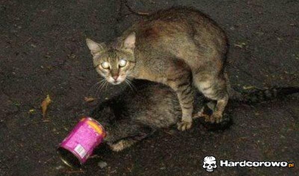 Niegrzeczne kociaki - 1