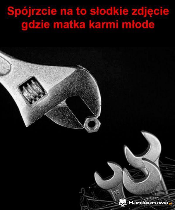 Matka karmi młode - 1