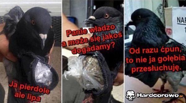 Jutro cała drogówka będzie obsrana - 1