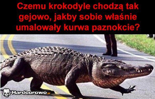Gejowe krokodyle - 1