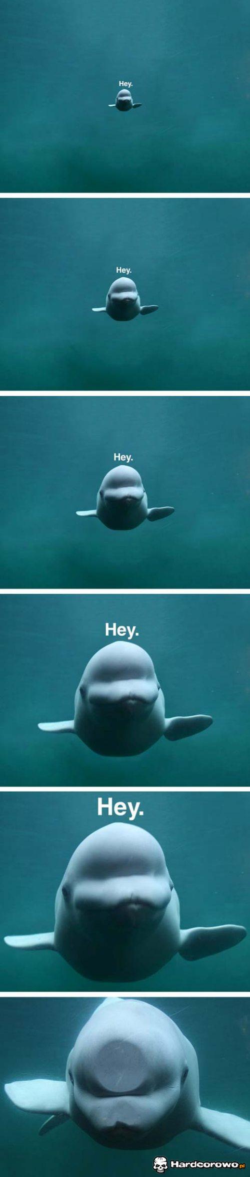 Hey, hey, hey - 1