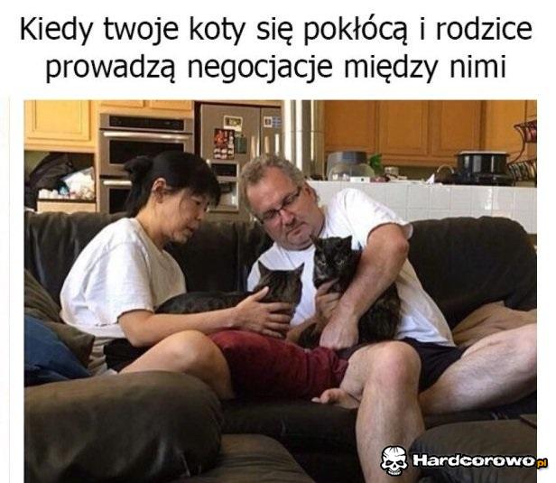 Koty się pokłóciły - 1