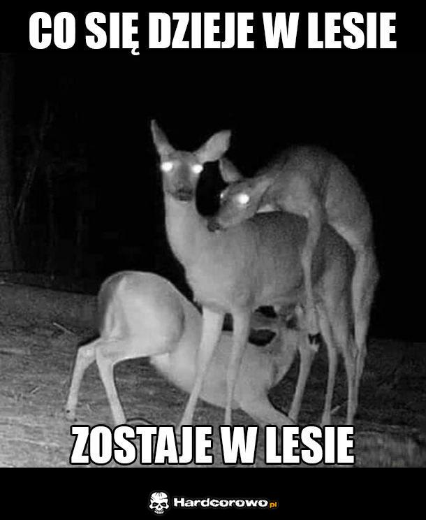 Co te sarny - 1