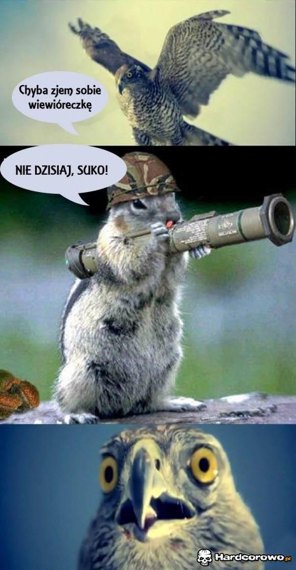 Wojskowa wiewiórka - 1