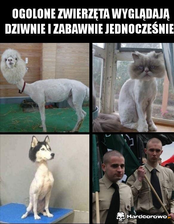 Ogolone zwierzęta - 1