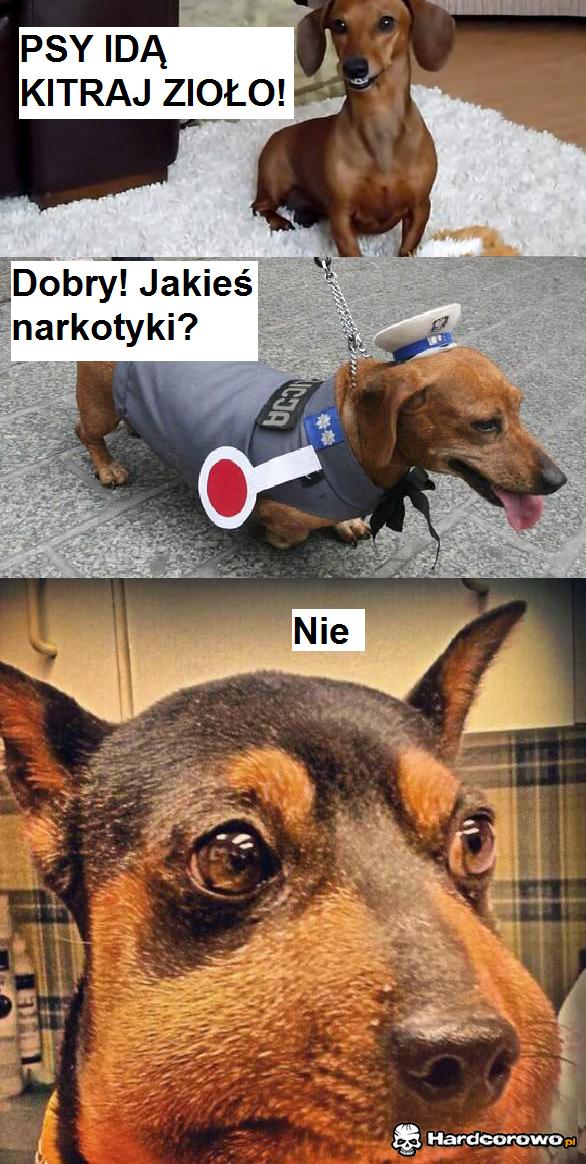 Kitraj zioło! - 1
