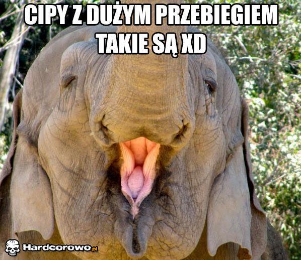 Cipy z dużym przebiegiem - 1
