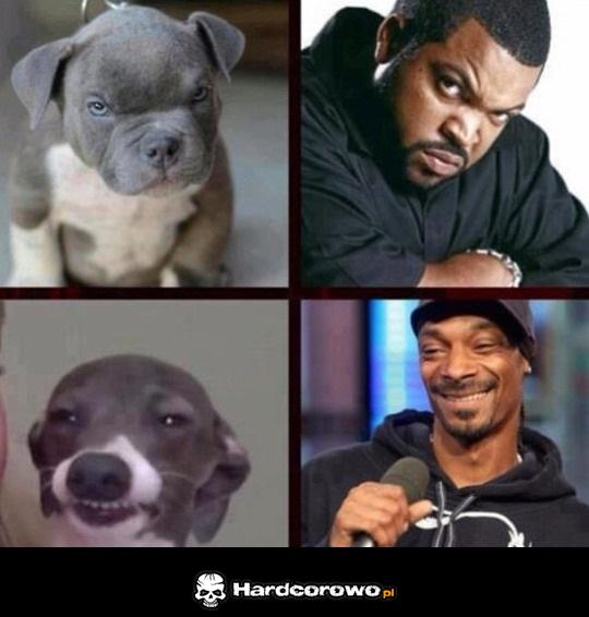 Dog - 1