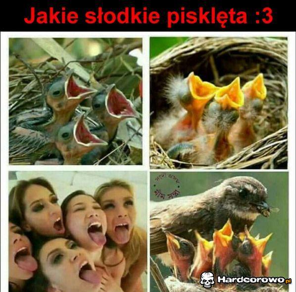 Słodkie pisklęta - 1