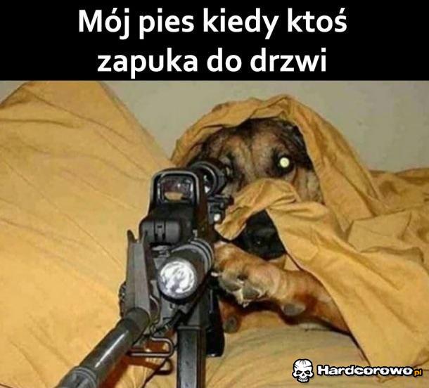 Mój pies - 1