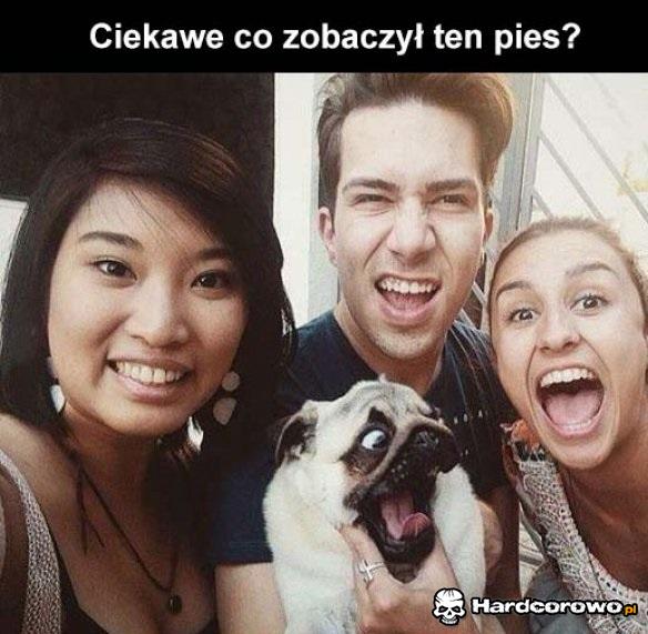 Co zobaczył pies? - 1