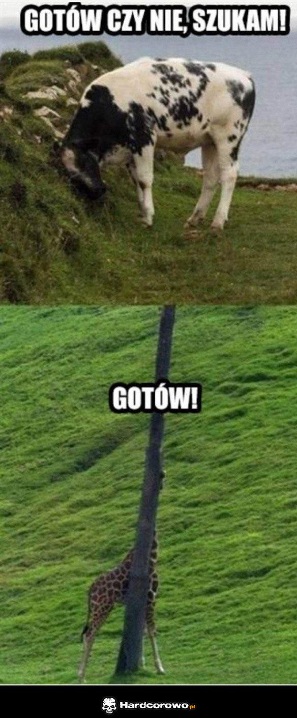 Zabawa w chowanego - 1