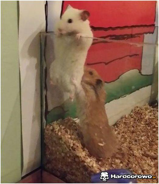 Podsadzę cię - 1