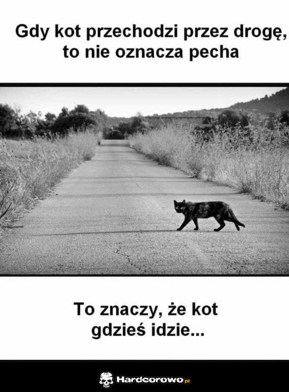 Czarny kot - 1