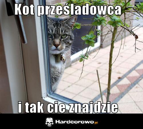 Kot prześladowca - 1