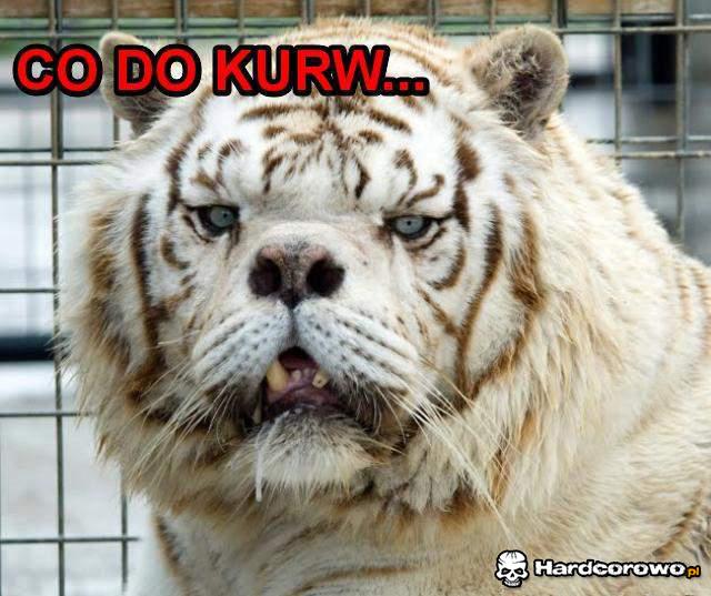 Co do kurwy! - 1