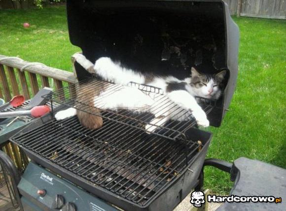 Kot na grillu  - 1