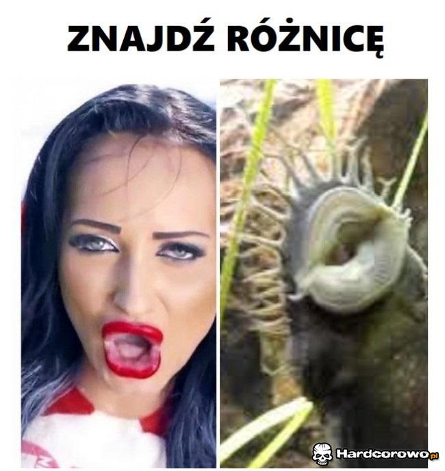 Znajdź różnicę - 1