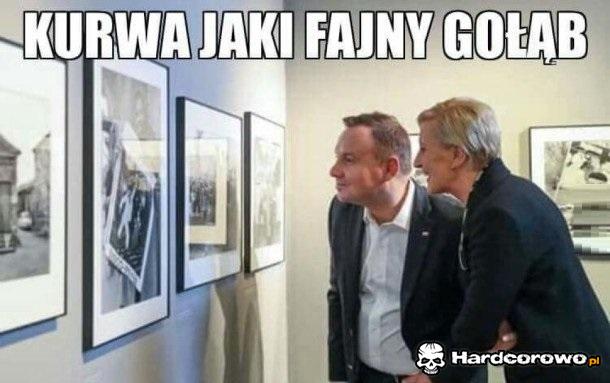 Jaki fajny gołąb - 1