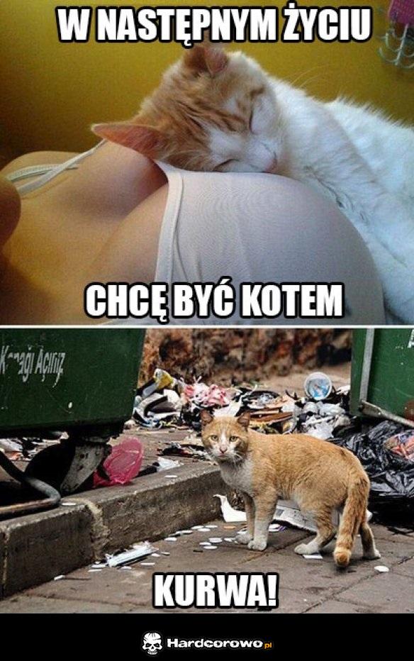 Być kotem - 1