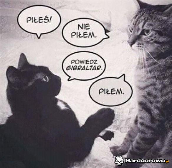Piłem - 1