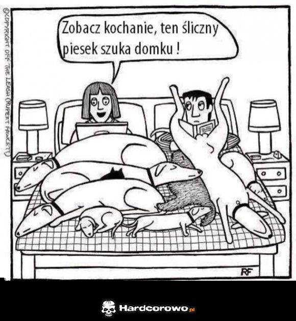 Śliczny piesek - 1